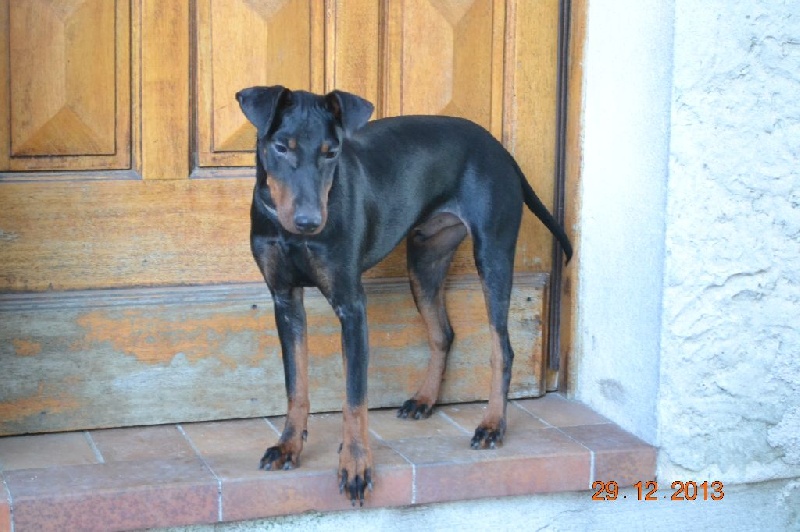 Que sont devenus les chiots D'unella