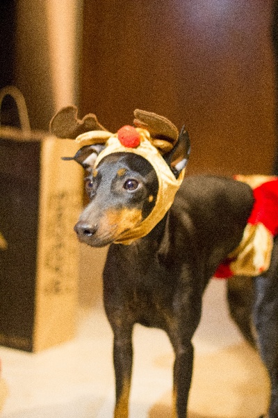 Les vacances de noël 2012