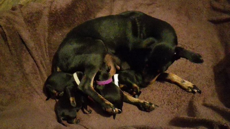 De L'Elite Noir Et Feu - Manchester Terrier - Portée née le 03/10/2015